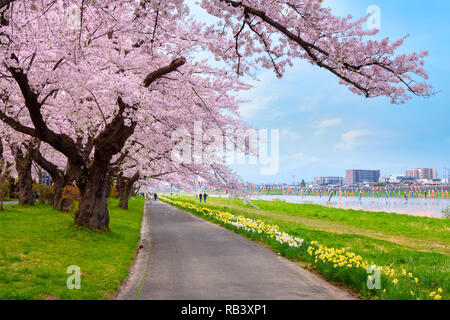 Voller Blüte Cherryblossom Sakura bei Kitakami Tenshochi Park in Kitakami, Iwate, Japan Iwate, Japan - 22 April 2018: kitakami Tenshochi Park von Stockfoto