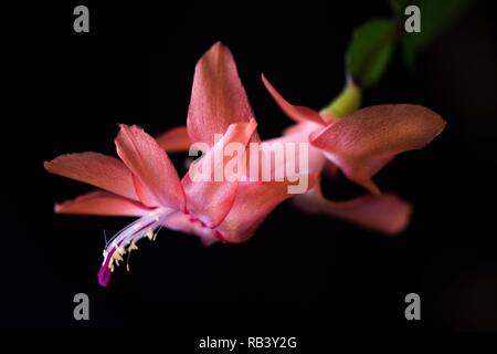 Natürliches Licht Shinning auf Schlumbergera Blume Fenster innen Stockfoto