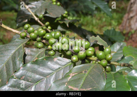 Grüner Kaffee Kirsche auf Baum Stockfoto