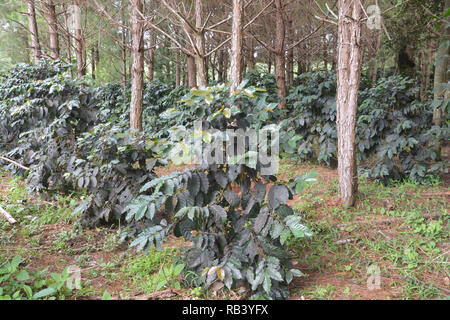 Grüner Kaffee Kirsche auf Baum Stockfoto