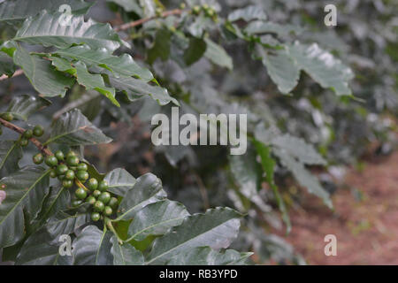 Grüner Kaffee Kirsche auf Baum Stockfoto