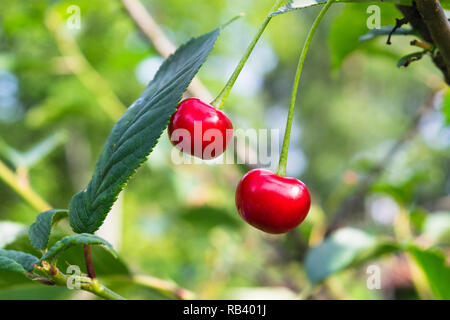 Rote Kirschen hängen an einem Kirschbaum Zweig auf verschwommenen Hintergrund. Saftige Kirsche auf dem Baum in der Natur Stockfoto