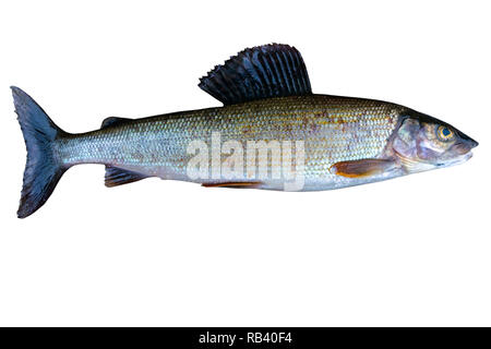 Arktische Äsche Fisch auf weißem Hintergrund. Süßwasserfische. Super Sport Fisch. Stockfoto