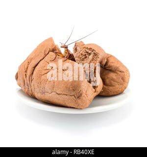 Close up Kakerlake auf ein Brot auf einem weißen Teller auf einem weißen Hintergrund. Stockfoto