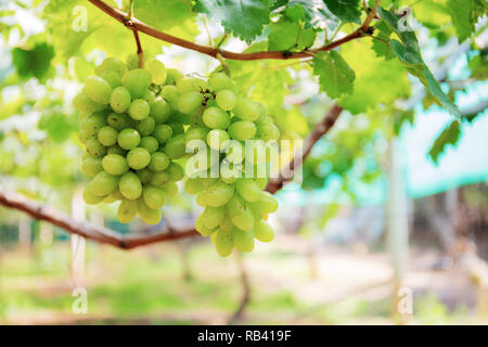 Weiße Trauben wachsen in den Weinberg von Thailand. Stockfoto