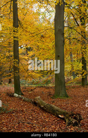 Buche Wald im Herbst Farben, vorwiegend gelb und orange Blätter, Toten und gefallenen Baum im Vordergrund. Stockfoto