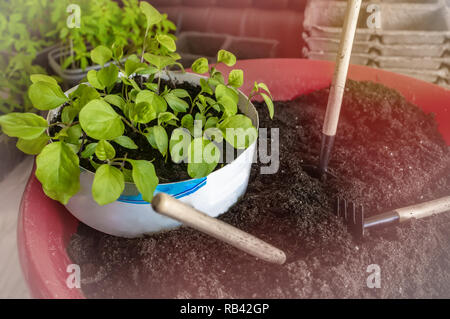 Seeding kleine Eierfruchtsämlinge in getrennten Kartons Stockfoto