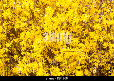 Frühling gelb Forsythia europaea Blumen blühen Textur Stockfoto