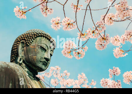 Der große Buddha Statue mit Cherry Blossom bei Kotoku-in Tempel in Kamakura, Japan Stockfoto