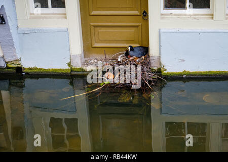 Blässhuhn Familie bauen ihr Nest der Abfälle vor der Tür eines Canal House in Delft, Niederlande. Stockfoto