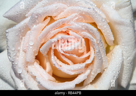Weiße Rose auf Regen nass Stockfoto
