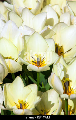 Helle, weiße Blumen Ziergarten Stockfoto