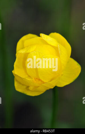 Globeflower, Trollblume, Trollius europaeus, európai zergeboglár, Őrség, Ungarn, Magyarország, Europa Stockfoto