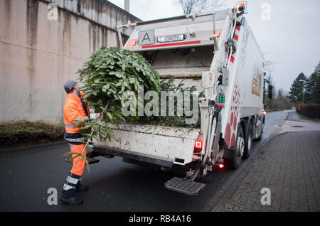 Laatzen, Deutschland. 07 Jan, 2019. Mitarbeiter des aha Zweckverband Abfallwirtschaft Region Hannover sammeln Tannen am Straßenrand verwendet. Sie funkeln und glänzen, dann beginnen sie zu Nadel: Nach dem Tag der Erscheinung des Herrn am 6. Januar, die meisten Weihnachtsbäume verschwinden aus dem Wohnzimmer - auch in Niedersachsen und Bremen. Credit: Julian Stratenschulte/dpa/Alamy leben Nachrichten Stockfoto