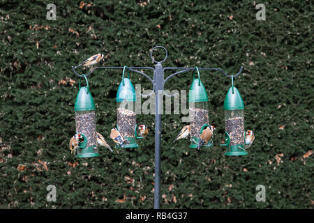 Carrigaline, Cork, Irland. 07. Januar, 2019. Goldfinches Fütterung in einem Garten in Carrigaline, Co Cork, Irland. Quelle: David Creedon/Alamy leben Nachrichten Stockfoto