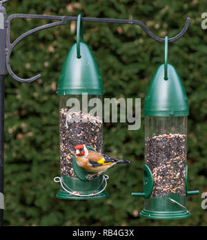 Carrigaline, Cork, Irland. 07. Januar, 2019. Goldfinches Fütterung in einem Garten in Carrigaline, Co Cork, Irland. Quelle: David Creedon/Alamy leben Nachrichten Stockfoto