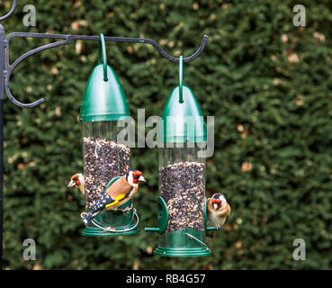 Carrigaline, Cork, Irland. 07. Januar, 2019. Goldfinches Fütterung in einem Garten in Carrigaline, Co Cork, Irland. Quelle: David Creedon/Alamy leben Nachrichten Stockfoto