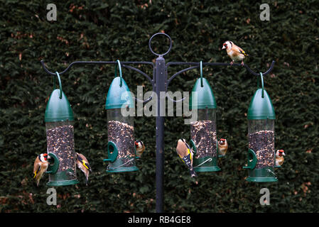 Carrigaline, Cork, Irland. 07. Januar, 2019. Goldfinches Fütterung in einem Garten in Carrigaline, Co Cork, Irland. Quelle: David Creedon/Alamy leben Nachrichten Stockfoto