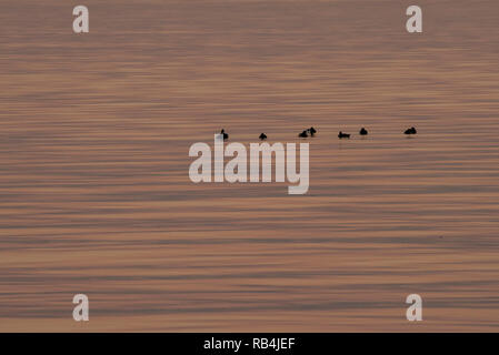 Enten schwimmen auf der Oberfläche des Lake Michigan im Milwaukee Hafen bei Sonnenuntergang, als das Wasser reflektiert die Farben des Sonnenuntergangs. Stockfoto