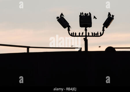 Stare barsch an einem Laternenpfahl in der Nähe von einigen Geländer in Milwaukee, Wisconsin. Die starke Hintergrundbeleuchtung Silhouetten. Stockfoto