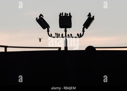 Stare barsch an einem Laternenpfahl in der Nähe von einigen Geländer in Milwaukee, Wisconsin. Die starke Hintergrundbeleuchtung Silhouetten. Stockfoto