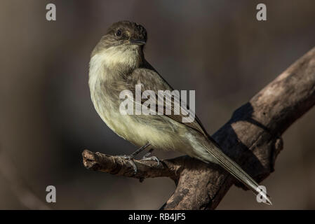 Eine östliche Phoebe in der Umgebung von Atlanta in der Nähe von Marietta in Georgia an einem kalten Wintertag thront. Stockfoto