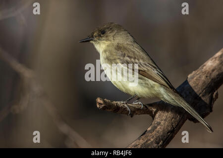 Eine östliche Phoebe in der Umgebung von Atlanta in der Nähe von Marietta in Georgia an einem kalten Wintertag thront. Stockfoto