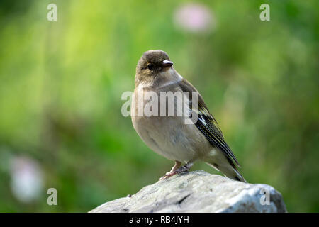 Nahaufnahme eines weiblichen Buchfink - Fringilla coelebs - auf einem Stein saß. Es ist eine gemeinsame, Klein, Schmetterling (Tagfalter) aus der Familie der Finken. Stockfoto