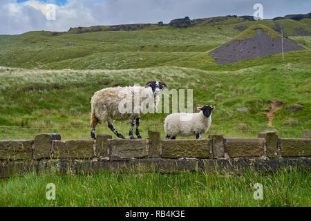 Nach ram und junge Lamm sowohl die Kamera an der Wand über dem Motorradtouren, West Yorkshire, England Stockfoto