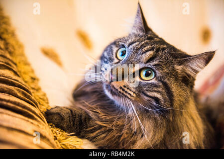 Norwegische Waldkatze portrait Nahaufnahme mit großen flauschigen Schnauze Stockfoto