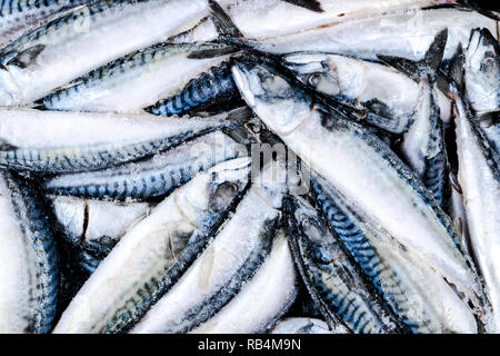 Gefrorene Makrelen. Gefrorene Gruppe von Fisch. iced Atlantik Fisch. Makrele. Makrele Muster. Makrele Textur. Stockfoto