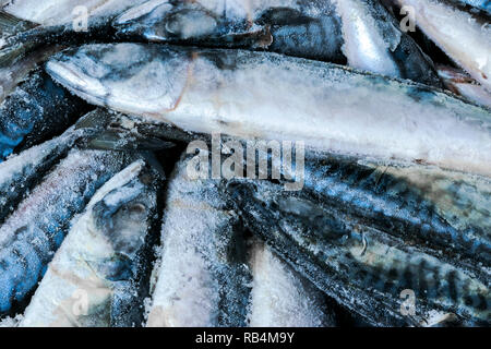 Gefrorene Makrelen. Gefrorene Gruppe von Fisch. iced Atlantik Fisch. Makrele. Makrele Muster. Makrele Textur. Stockfoto