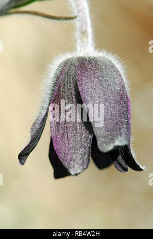 Blühende kleine Pasquenblume in den Velence Bergen in Ungarn. Pulsatilla pratensis subsp. Nigricans, Wiesen-Kuhschelle, fekete kökörcsin Stockfoto