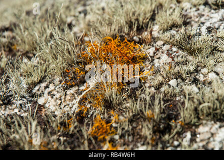 Die seltenen goldenen Haare flechten Teloschistes flavicans auf einem Felsen mit gemeinsamen Flechten. Stockfoto