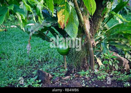 Harte grüne runde glänzende Frucht wächst an den Stamm eines Baumes in Costa Rica Stockfoto