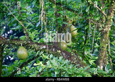 Eine zentrale amerikanische Tree mit einem harten, runden Kürbis wie Obst in der Amtsleitung Stockfoto