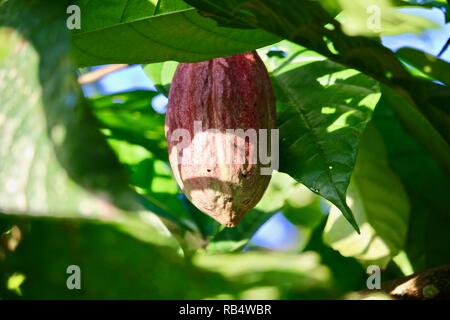 Eine große Dunkelrosa cacao Pod auf dem Baum in Costa Rica Stockfoto