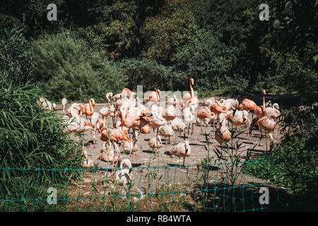 Prag, Tschechische Republik - 26. August 2018: rosa Flamingos in der Prager Zoo, der Tschechischen Republik, das fünfte beste Zoo der Welt. Stockfoto