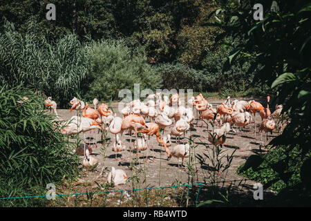 Prag, Tschechische Republik - 26. August 2018: rosa Flamingos in der Prager Zoo, der Tschechischen Republik, das fünfte beste Zoo der Welt. Stockfoto