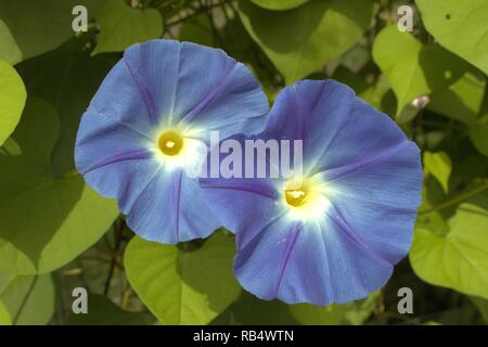 Schließen Sie die zwei blauen Morning Glory Blüten Stockfoto