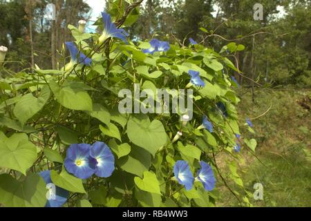 Blue Morning Glories wild wachsen im nördlichen Michigan Stockfoto