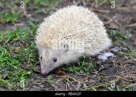 Northern white-breasted Igel-weisse Version, Nördlicher Weißbrustigel - weiße Version, Erinaceus roumanicus, keleti Sün - Fehér változat Stockfoto