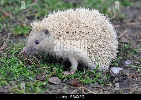 Northern white-breasted Igel-weisse Version, Nördlicher Weißbrustigel - weiße Version, Erinaceus roumanicus, keleti Sün - Fehér változat Stockfoto