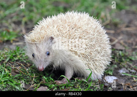 Northern white-breasted Igel-weisse Version, Nördlicher Weißbrustigel - weiße Version, Erinaceus roumanicus, keleti Sün - Fehér változat Stockfoto