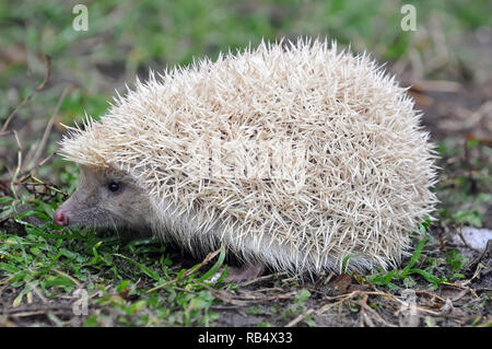 Northern white-breasted Igel-weisse Version, Nördlicher Weißbrustigel - weiße Version, Erinaceus roumanicus, keleti Sün - Fehér változat Stockfoto