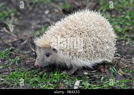 Northern white-breasted Igel-weisse Version, Nördlicher Weißbrustigel - weiße Version, Erinaceus roumanicus, keleti Sün - Fehér változat Stockfoto