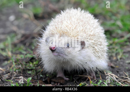 Northern white-breasted Igel-weisse Version, Nördlicher Weißbrustigel - weiße Version, Erinaceus roumanicus, keleti Sün - Fehér változat Stockfoto