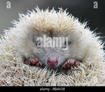 Northern white-breasted Igel-weisse Version, Nördlicher Weißbrustigel - weiße Version, Erinaceus roumanicus, keleti Sün - Fehér változat Stockfoto