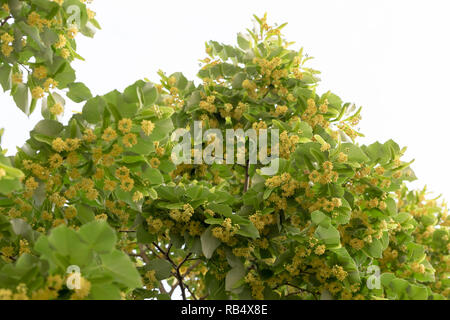 Schönen linden Zweige mit blühenden Knospen gegen den blauen Himmel. Stockfoto