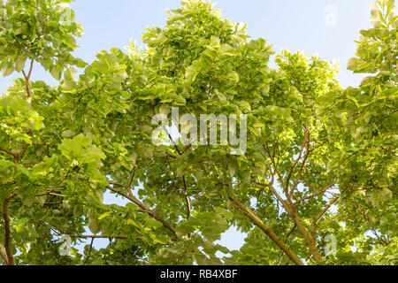 Schönen linden Zweige mit blühenden Knospen gegen den blauen Himmel. Stockfoto